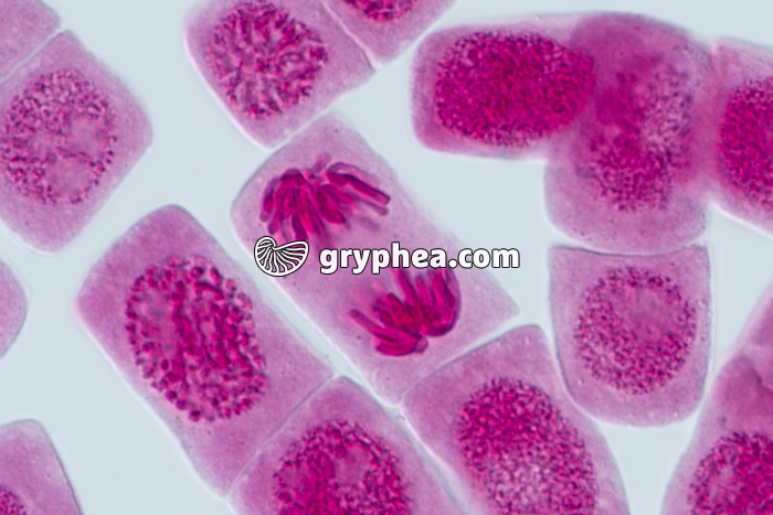 Mitose racine d'Ail ANAPHASE x640 - gryphea.com